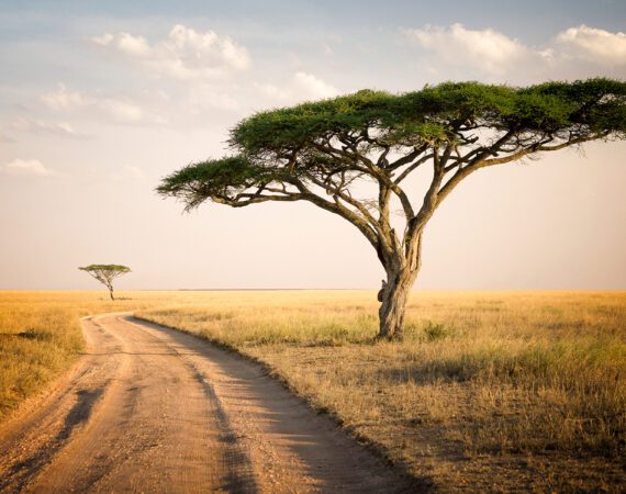 African Journey - Tanzania